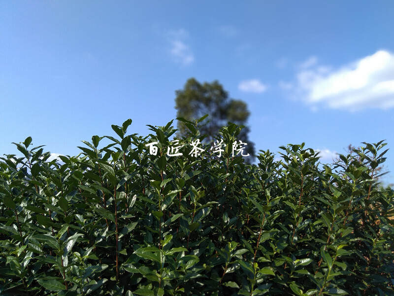 买茶需谨慎，福鼎白茶辟谣篇