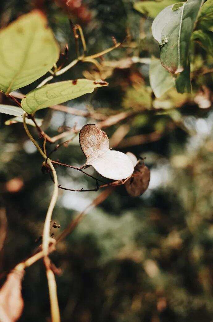 好的福鼎白茶都有共性，除了好汤感，叶底也是评判标准