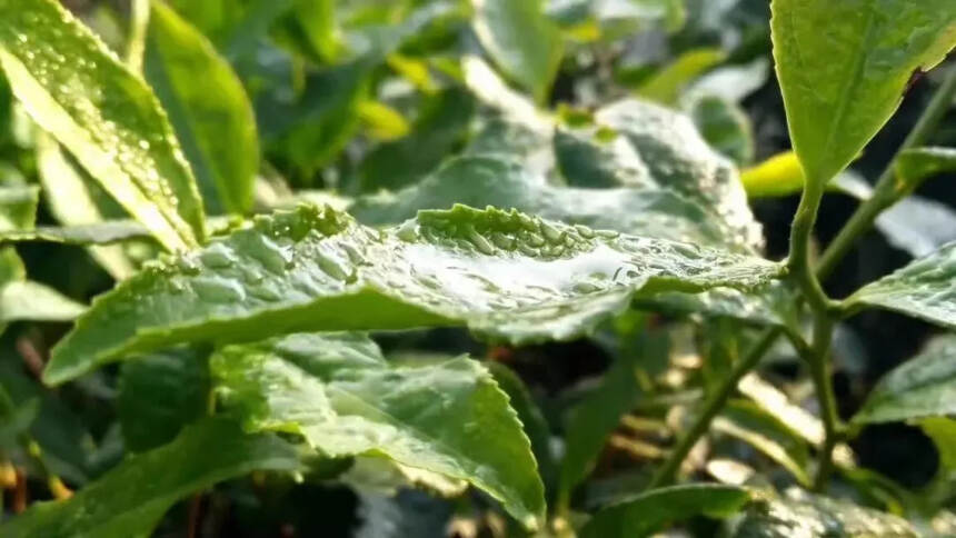 在老白茶的茶汤里，你喝到过粘稠感么？