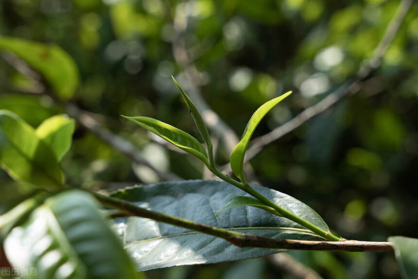 春茶的魅力，90%的茶友都没有品明白