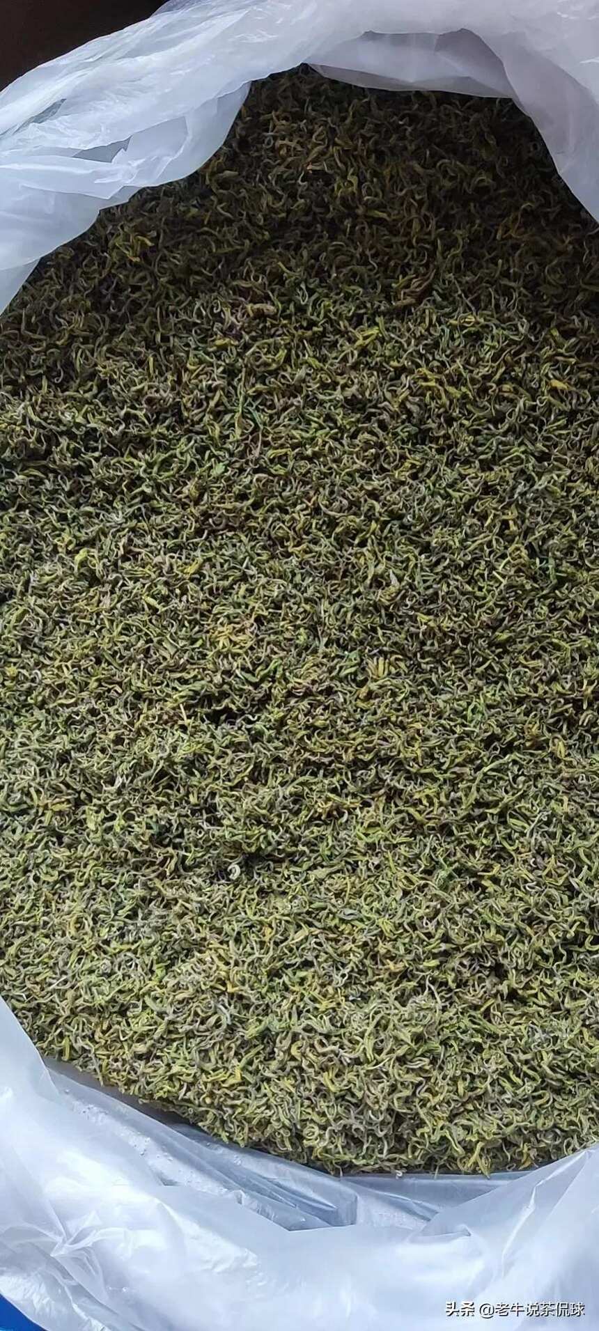 100+的口粮绿茶，高温天里的解暑凉器