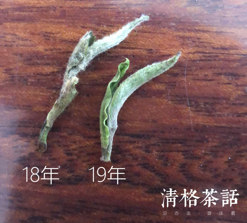 福鼎白茶之头采米针为何物？【2019春白茶巡茶记】