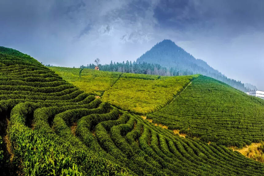 「漫话茶山」悠悠岁月，漫漫茶香——倚邦茶山