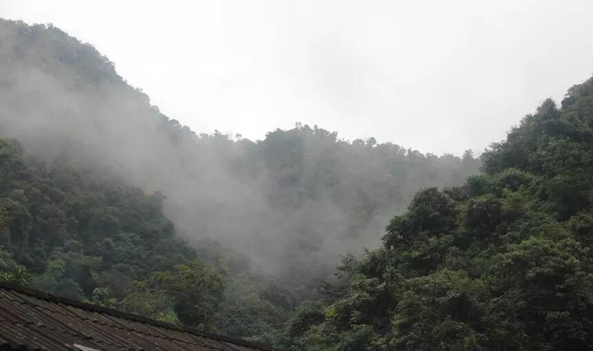 易武刮风寨介绍，刮风寨古树茶口感特点