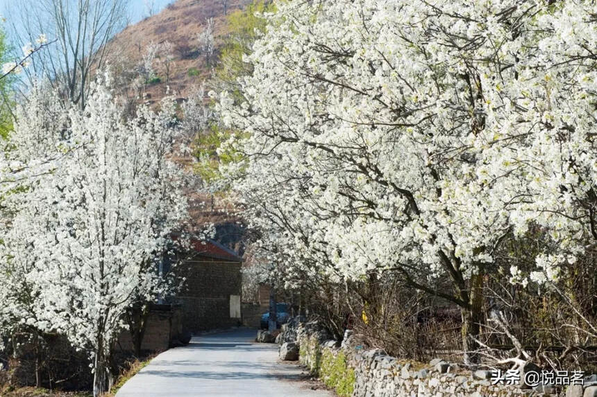 阅过人间万家春色，不及遍山梨花一瞥