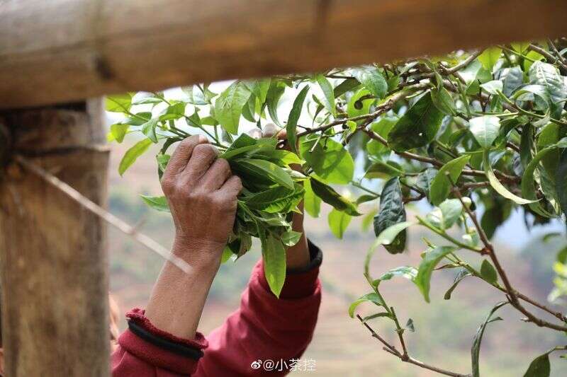 你喝的那一杯茶，真的很高贵