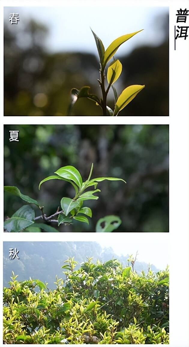 都说春茶好夏茶差，四季之茶到底有啥不同