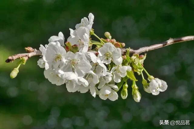 阅过人间万家春色，不及遍山梨花一瞥