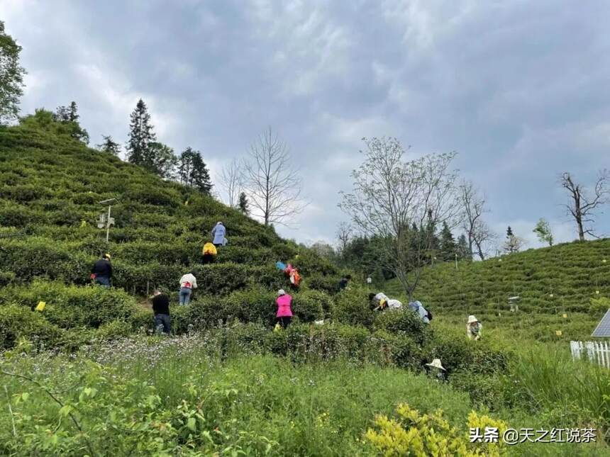 夭夭青绿 灼灼祁红 I 天之红齐心协力采茶助纾困