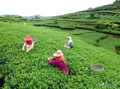 除了价格相差很大，你知道福鼎高山白茶与平地茶有多大区别吗