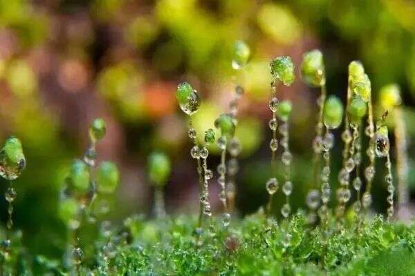 好雨知时节，当春乃发生；随风潜入夜，润物细无声。