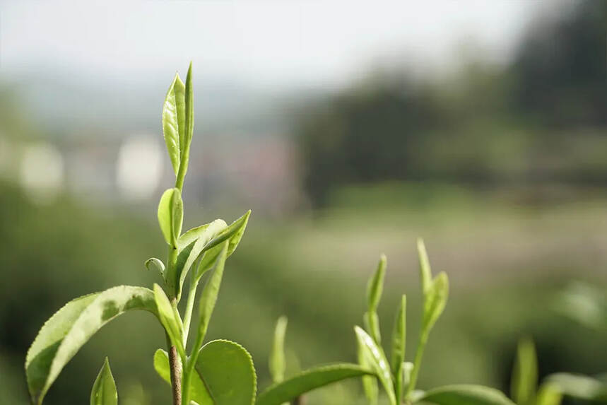 古树茶为什么更好喝？区别就在这里