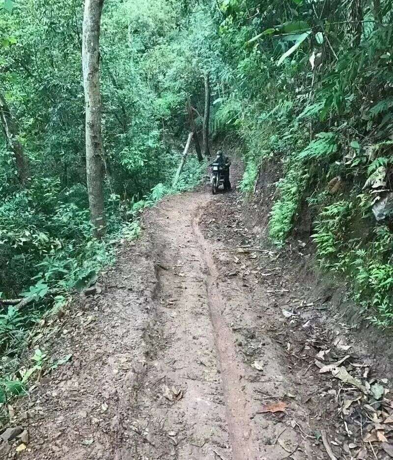 白茶园，醉人的白妖精