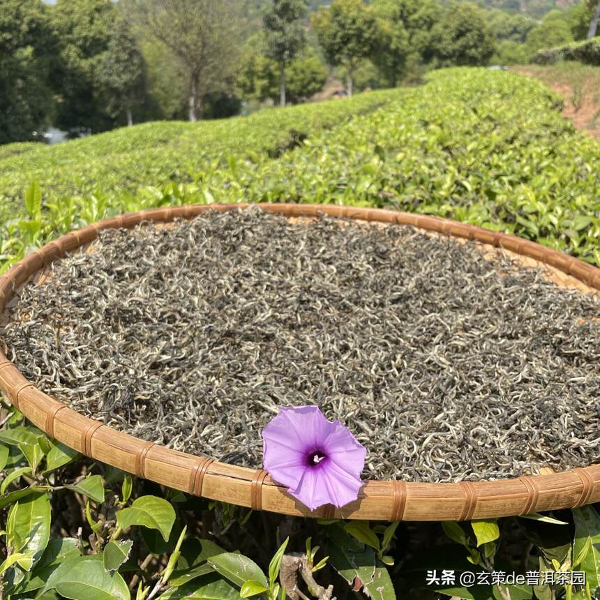 为什么老茶友都在春季存茶