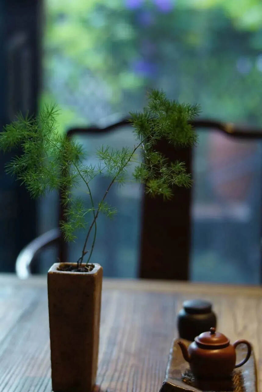 诗写梅花月，茶煎谷雨春，谷雨时节要喝白牡丹