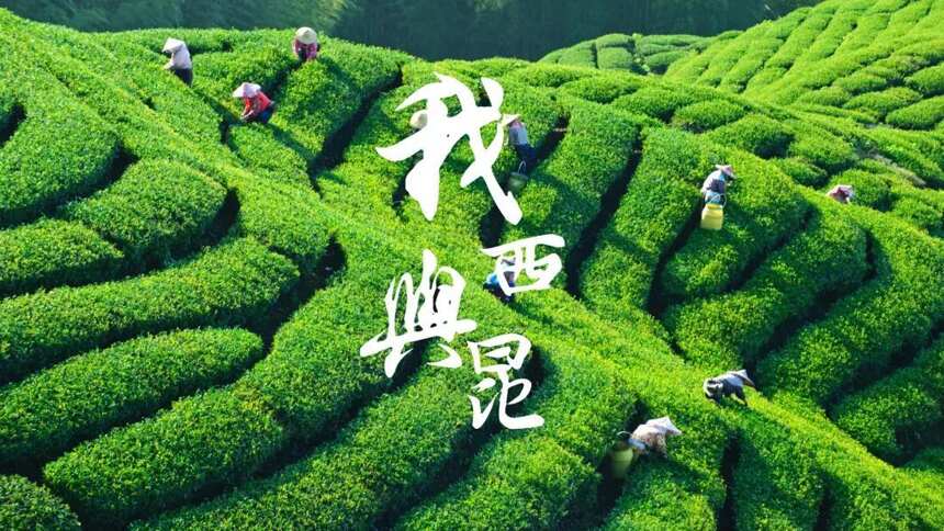 都道好茶难寻，这里却有6000亩生态白茶园等人认领