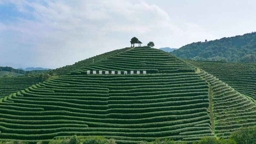 西湖龙井茶手工炒制技艺集训开班仪式在艺福堂茶业圆满举行