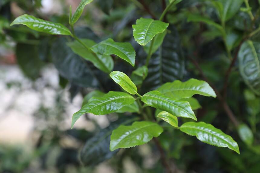 谷雨，一杯「古树春茶」贪心“留春住”