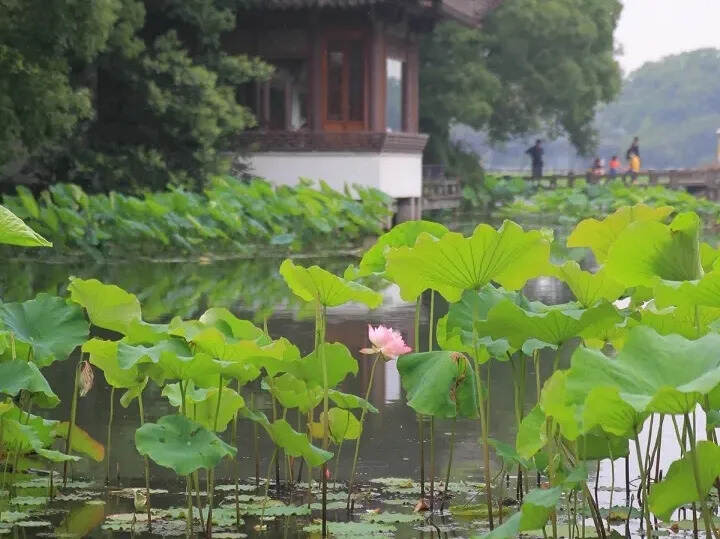 口粮茶怎么选？懂得这三个技巧，白茶口粮茶随意选