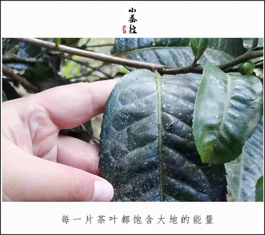 古树春茶才刚开始采摘之际 简单聊聊临沧茶.“茶之九难”和古茶树