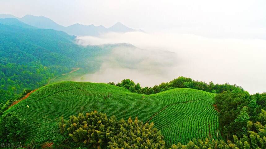 茶是什么？什么是懂茶？必须感受的茶乐趣有哪些？