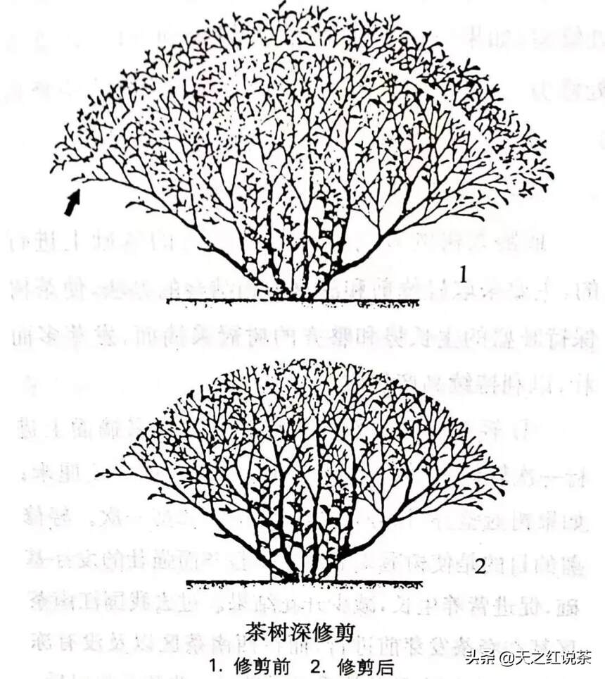 要想茶叶多又好，茶树修剪少不了