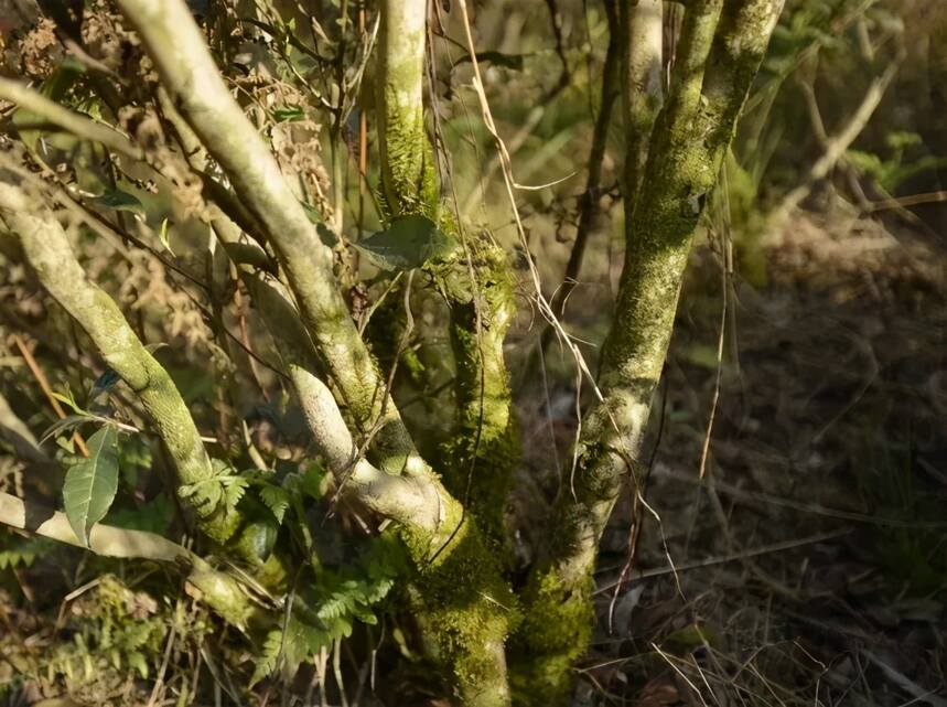 仲春月、万杏初荣，从两方面为大家简单介绍荒野白茶