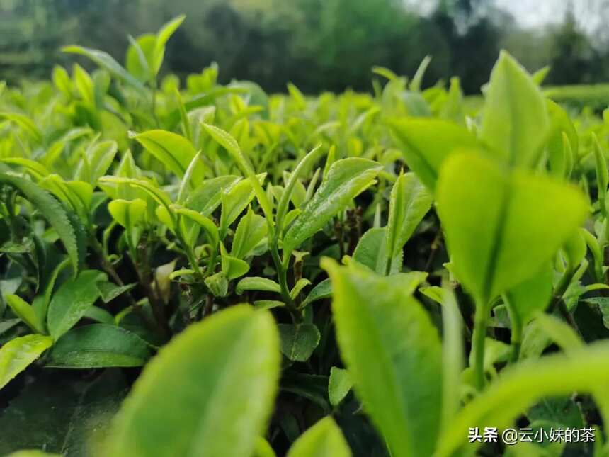 什么样的茶可以定义为好茶？