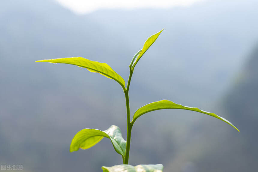 头采春茶、头拨春茶、早春茶、明前春茶，这些春茶都有什么区别？