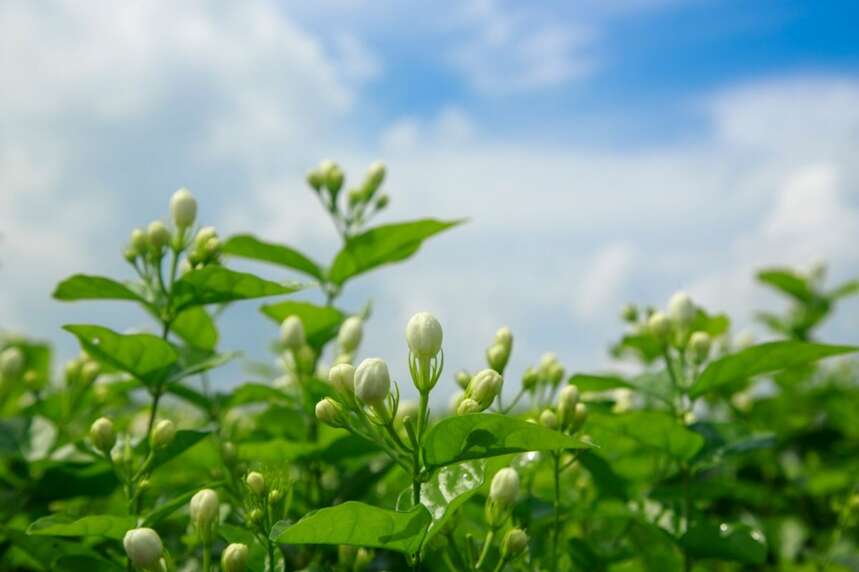 抖音618黑马！艺福堂茉莉龙珠茶行业销量第一