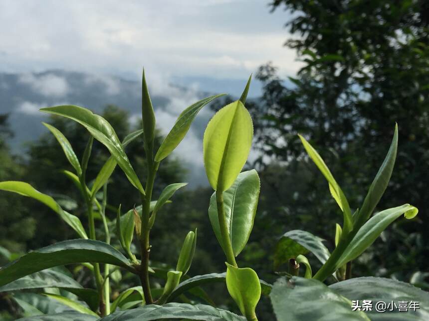 寻茶故事 | 小喜年掌柜的景迈山寻茶之旅