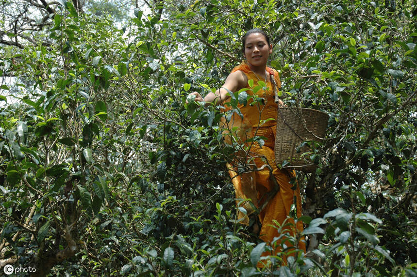 古树茶知识：临沧勐库、冰岛、邦东大叶种茶的三大国家级群体良种