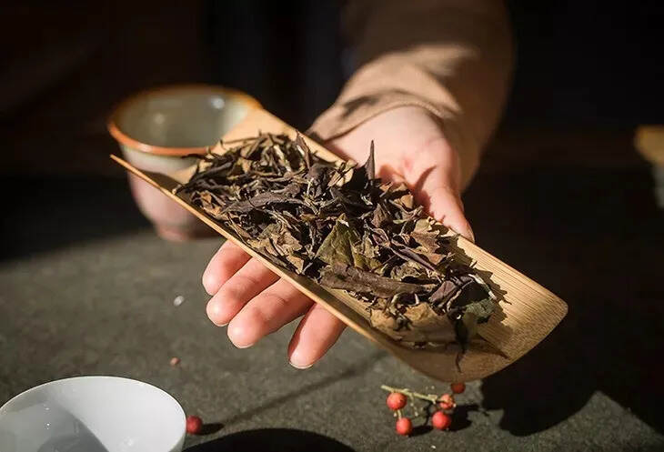 福鼎白茶究竟是散茶好，还是茶饼好？谁更有收藏价值？