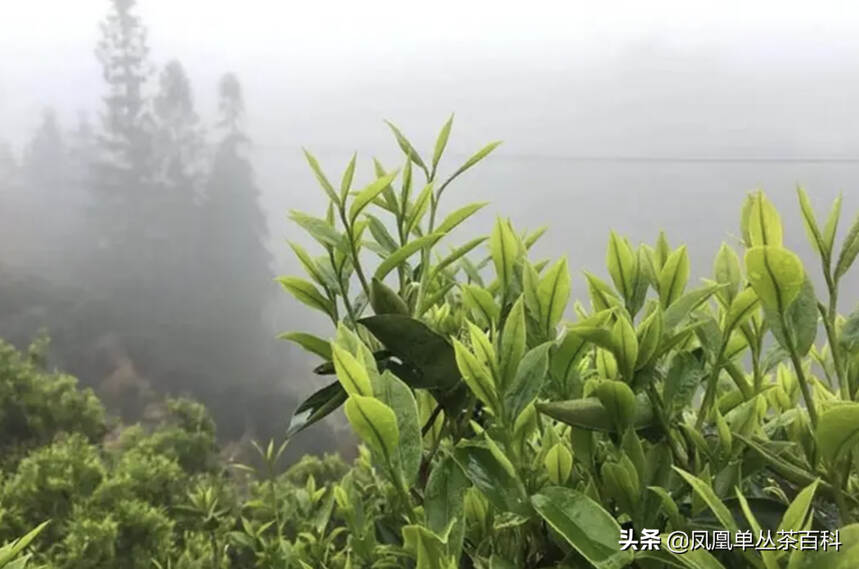 一看就会，人人都可以泡好一杯单丛茶