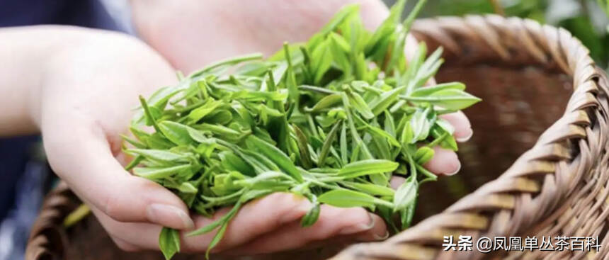 凤凰单丛茶属哪类茶？红茶还是绿茶？