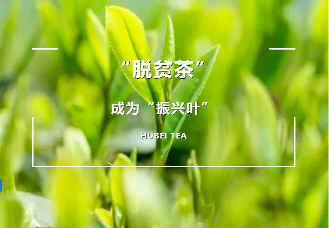 陆羽茶交所资讯丨湖北深山有好茶，老牌好茶要有新作为