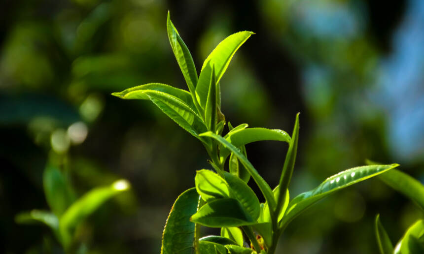 普洱茶界爆出大消息！普洱茶或将迎来历史性变革？