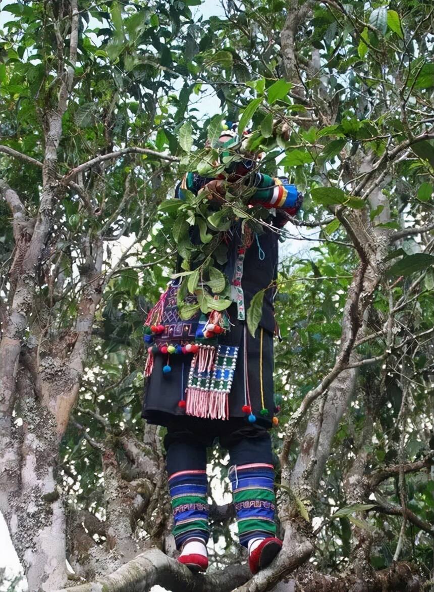 藏在深山的勐宋古茶山，版纳勐龙小勐宋古树普洱茶