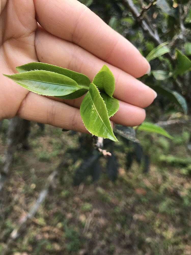 茶区生态环境与普洱茶的关系