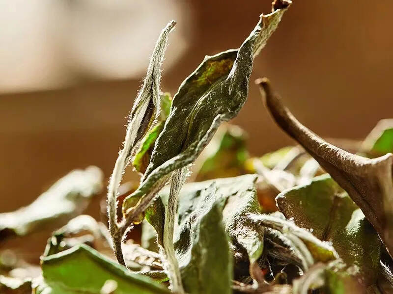 福鼎白茶｜饼茶、散茶？春茶、秋茶？白茶寿眉如何选？