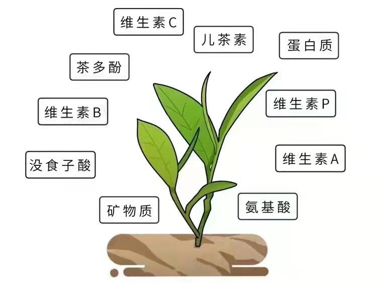 喝茶，是老年人最养生的生活方式，喝茶有哪些好处？该怎么喝？