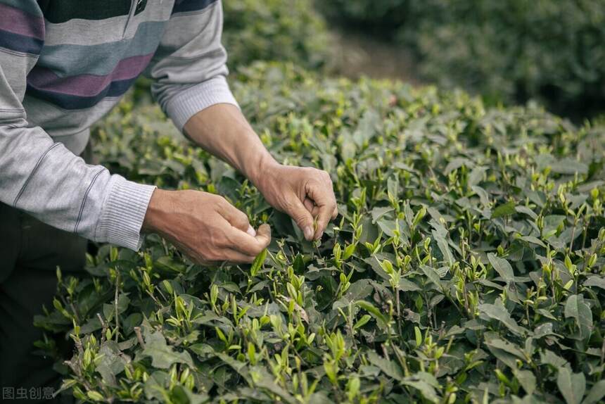 国家地理标志产物的茶叶，你知道好在哪里么？
