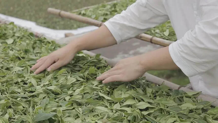 春茶季已经结束了，这些“潜规则”你都不懂，容易买错茶