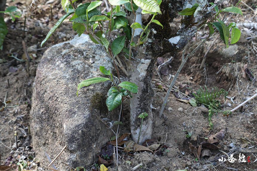 贪恋一杯「昔归古树普洱茶」的“霸道俊逸”