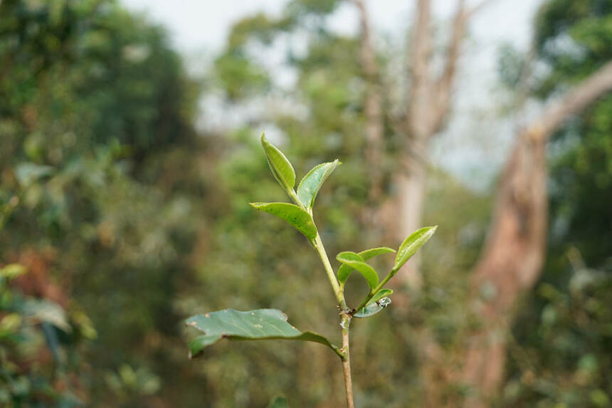 倚邦小叶种为何能雄霸普洱茶江湖