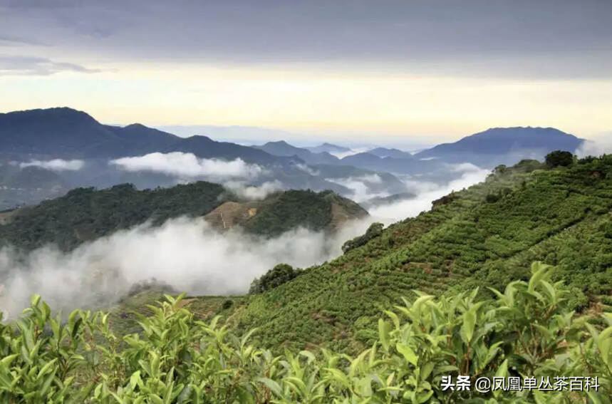 凤凰单丛茶的季节性