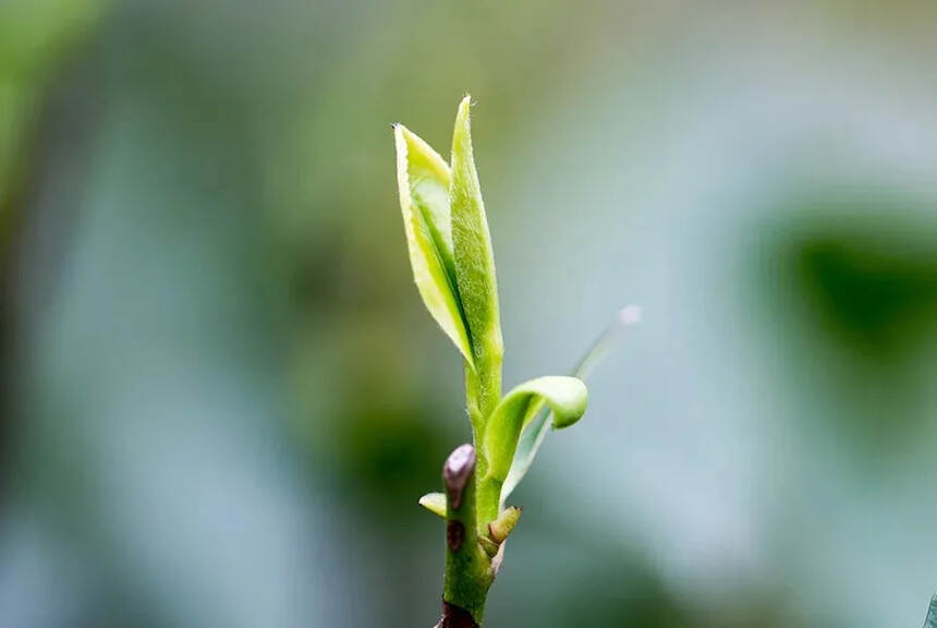 新、老白茶里应该出现的优质茶香