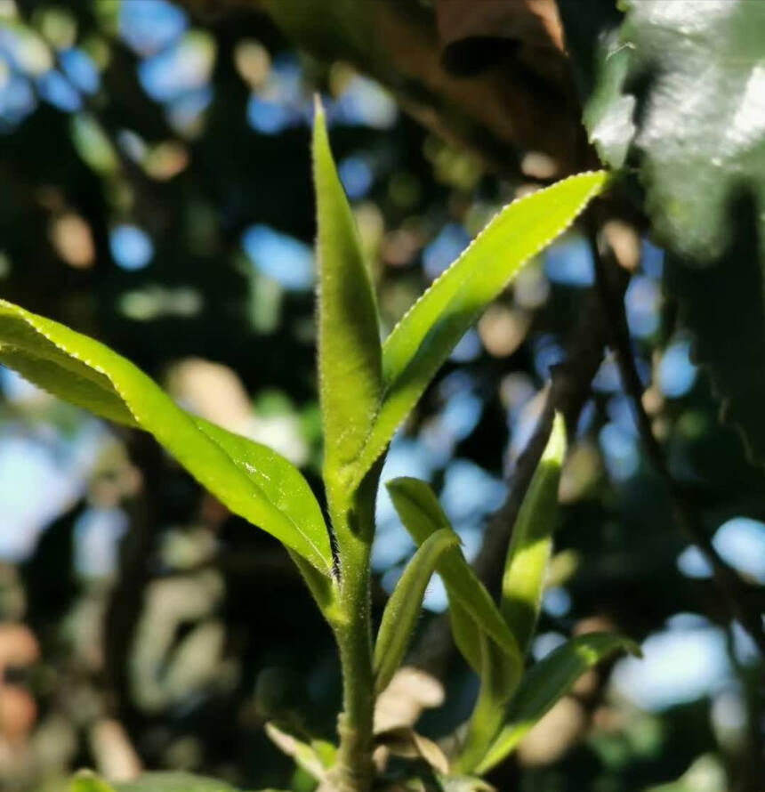 喝一杯加“香精”的茶，什么感受？如何判断一款茶是否添加香精？