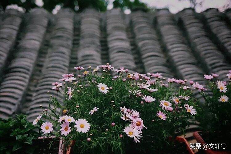 我想有个小院子，花开花落一辈子