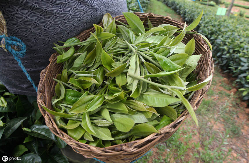 茶山介绍：普洱茶佛茶圣地白莺山